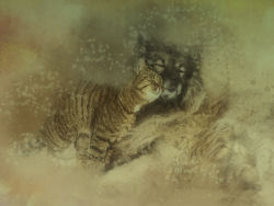 Image2